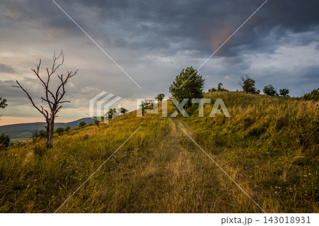 Grassy hill with dirt path under stormy clouds and dead tree Grassy hill with dirt path under stormy clouds and dead tree 143018931