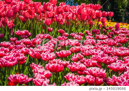 Dense field of pink tulips in full bloom under bright daylight Dense field of pink tulips in full bloom under bright daylight 143019098
