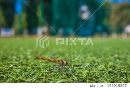 Orange and black dragonfly perched on green grass in a park 143019267