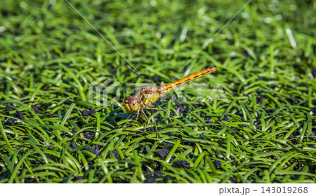 Orange dragonfly perched on green grass blades in sunlight 143019268