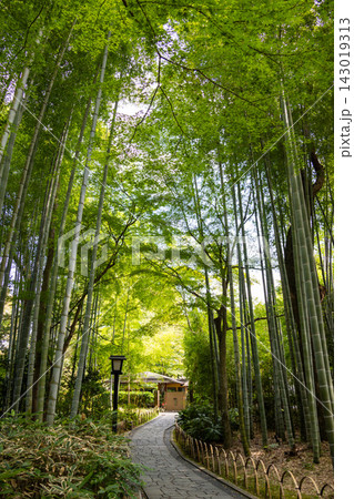 青々とした竹林と木漏れ日が心地よい、修善寺温泉の竹林の小径 143019313
