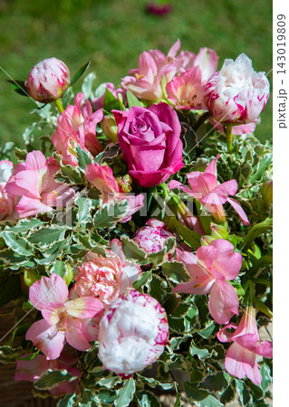 Colorful bouquet of pink tulips and variegated green foliage arranged in soft natural light against dark background, creating elegant floral display with vivid spring tones and gentle contrast 143019809
