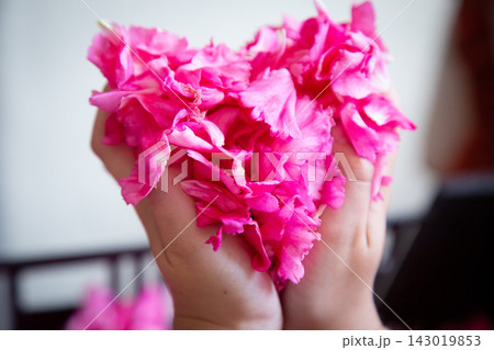 Hands cupping vivid pink flower petals in soft natural light with shallow focus, creating delicate texture, bright color contrast, and gentle decorative floral mood for beauty, wellness, celebration 143019853