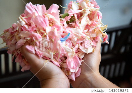 Hands holding soft pink flower petals in close up view with delicate texture, gentle color, and blurred indoor background creating calm floral composition, with hand, petal, flower, pink detail 143019871