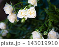 Soft white roses blooming with creamy petals and fresh green leaves in close focus, creating elegant floral texture, romantic mood, and gentle natural beauty for wedding, garden, and decor concepts 143019910