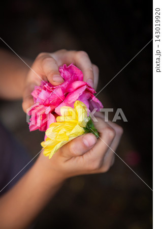 Child hands gently holding bright pink and yellow flowers against dark blurred background, close up vertical portrait showing softness, color contrast, tenderness, and natural beauty 143019920