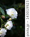 White rose blossom with soft petals and nearby buds against dark blurred garden background, vertical close view highlighting delicate natural beauty, fresh spring mood, gentle sunlight, elegant 143019923
