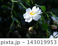White spring blossom on green branch with unopened buds, soft sunlight and dark blurred garden background, creating delicate natural beauty, calm mood, and gentle floral focus 143019953