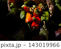 Ripe colorful chili peppers gathered in dark rustic basket with dramatic side light, showing glossy red, orange, and green pods, natural texture, organic harvest mood, closeup composition 143019966