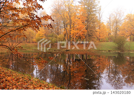 Lake surrounded by red and yellow foliage, with ducks and their reflections visible in the water on a cold, misty day. An autumn park in Russia in October picturesque landscape and autumn themed scene 143020180