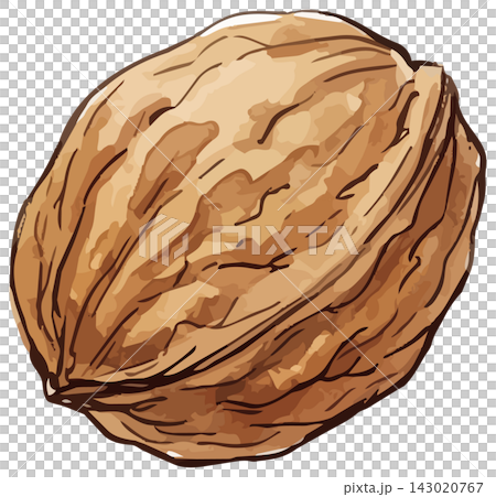 A mouthwatering illustration of walnuts A mouthwatering illustration of walnuts 143020767