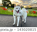 台風一過の朝、秋を感じながら散歩する白柴④ 143020815