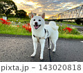 台風一過の朝、秋を感じながら散歩する白柴① 143020818