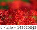 彼岸花 143020843
