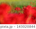 彼岸花 143020844