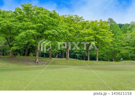 新緑の美しい公園と広大な芝生広場 青空とコピースペース エコ・環境イメージ 新緑の美しい公園と広大な芝生広場 青空とコピースペース エコ・環境イメージ 143021158