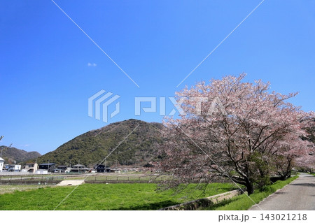 春のどか 爽やか 桜並木 春のどか 爽やか 桜並木 143021218