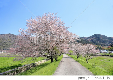 春のどか 爽やか 桜並木 春のどか 爽やか 桜並木 143021219