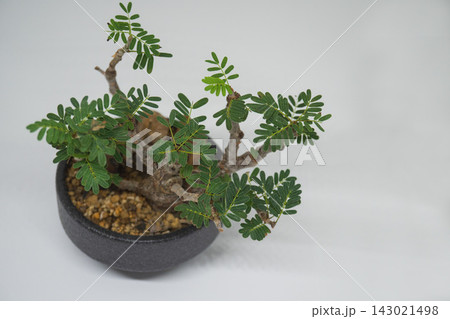 グレー背景に影を落とす塊根植物センナ・メリディオナリス グレー背景に影を落とす塊根植物センナ・メリディオナリス 143021498