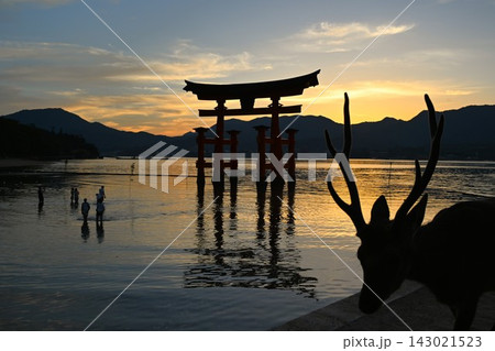 厳島神社大鳥居と鹿　広島 143021523