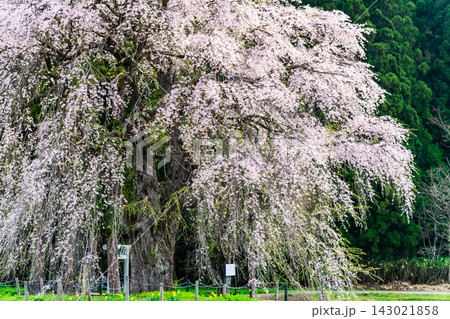 秋田 おしら様の枝垂れ桜 秋田 おしら様の枝垂れ桜 143021858