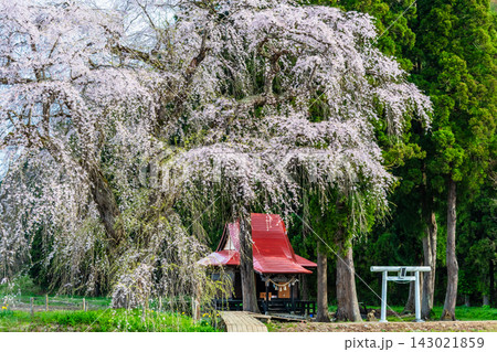 秋田 おしら様の枝垂れ桜 秋田 おしら様の枝垂れ桜 143021859
