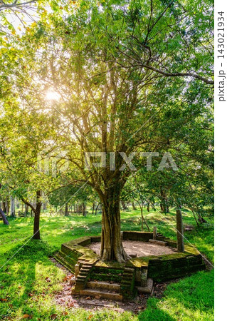Evening light at Abhayagiri Monastery ruins, Anuradhapura, Sri Lanka Evening light at Abhayagiri Monastery ruins, Anuradhapura, Sri Lanka 143021934