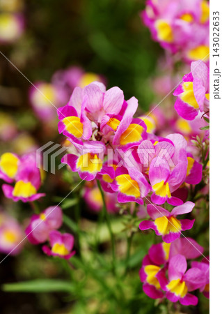 リナリアの花 143022633