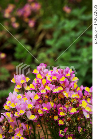 リナリアの花 143022635
