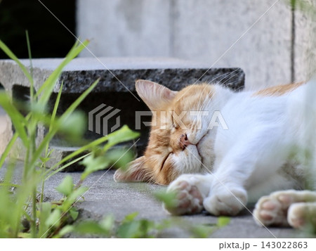 秋の旅館の庭でお昼寝する猫|観光・宿泊業界の広告やSNS癒やしコンテンツに使える和の安らぎ素材 秋の旅館の庭でお昼寝する猫|観光・宿泊業界の広告やSNS癒やしコンテンツに使える和の安らぎ素材 143022863