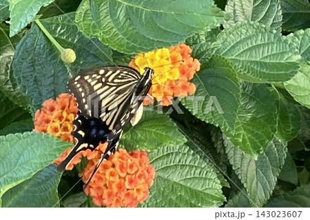 軒下の植物に向かって軽やかに舞うアゲハチョウ、花に止まる蝶。 軒下の植物に向かって軽やかに舞うアゲハチョウ、花に止まる蝶。 143023607