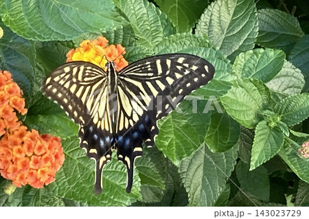 軒下の植物へと軽やかに舞うアゲハチョウ、花に舞い降りる艶やかな蝶。 軒下の植物へと軽やかに舞うアゲハチョウ、花に舞い降りる艶やかな蝶。 143023729