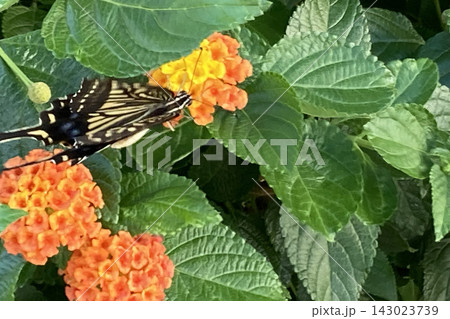 軒下の植物へと軽やかに舞うアゲハチョウ、花に舞い降りる艶やかな蝶。 軒下の植物へと軽やかに舞うアゲハチョウ、花に舞い降りる艶やかな蝶。 143023739