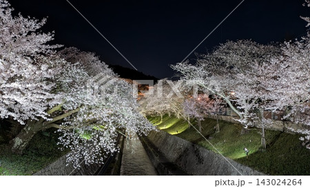 琵琶疎水の夜桜 143024264