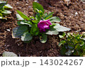 花期の長いビオラの花 143024267