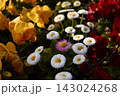 カラフルな花 143024268