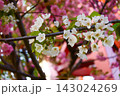 白い梅の花 143024269