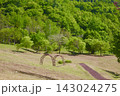 新緑に包まれた公園 143024275