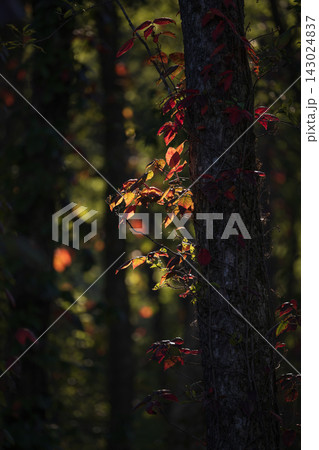 紅葉した木 143024837