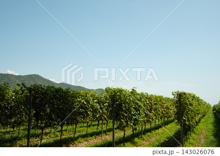 Vineyard rows flourish under blue sky in scenic countryside Vineyard rows flourish under blue sky in scenic countryside 143026076