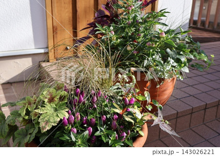 玄関前の秋の花寄せ植え&寄せ鉢 玄関前の秋の花寄せ植え&寄せ鉢 143026221