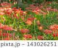 赤い彼岸花 143026251