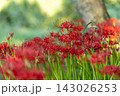 秋の巾着田、木陰で、満開になった彼岸花をクローズアップする 143026253