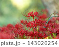 赤い彼岸花 143026254