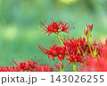 秋の巾着田、木陰で、赤い曼珠沙華を撮る 143026255
