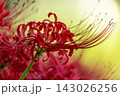 赤い彼岸花 143026256
