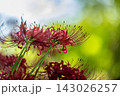 秋の巾着田、木陰で、赤い曼珠沙華を撮る 143026257
