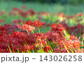 赤い彼岸花 143026258