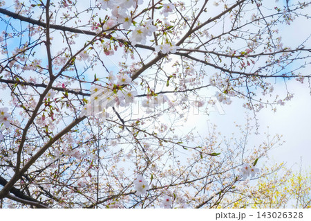 見上げる桜_五分咲き【1】 見上げる桜_五分咲き【1】 143026328