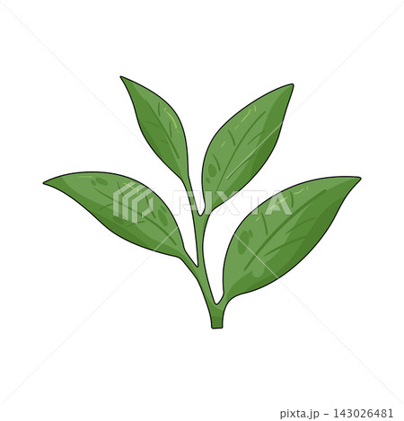 Illustration of green tea leaves 143026481